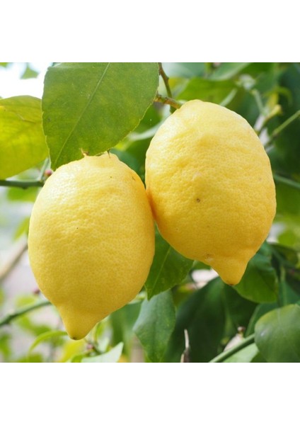 Tüplü Soğuklara Dayanıklı Verimli Yarı Bodur Yediveren Limon Fidanı