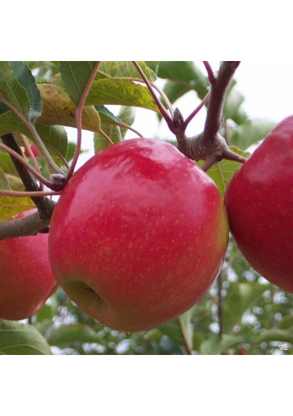 Tüplü Aşılı Geçci Hoş Kokulu Verimli Yarı Bodur Pink Lady Elma Fidanı