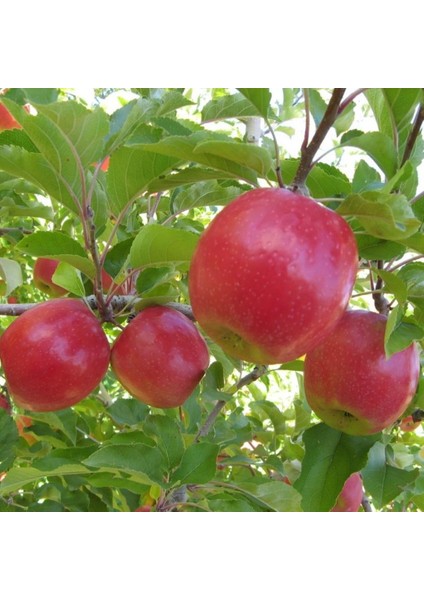 Tüplü Aşılı Geçci Hoş Kokulu Verimli Yarı Bodur Pink Lady Elma Fidanı fiyatları