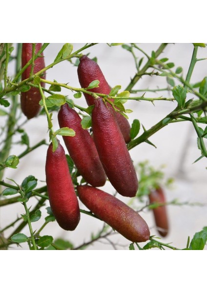 Meyve Verme Yaşında Tüplü Mia Rose Pink Finger Lime Fidanı