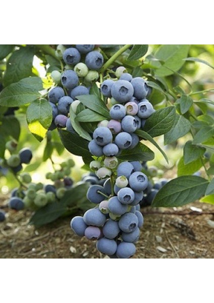 Tüplü Bluejay Yaban Mersini Fidanı