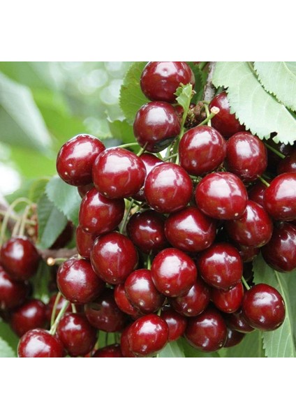 Tüplü Aromatik Kendine Verimli Yarı Bodur Stella Kiraz Fidanı