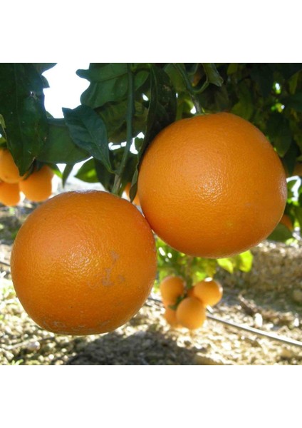 Tüplü Aşılı Aromatik Verimli Yarı Bodur Navel Portakal Fidanı