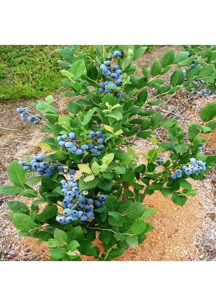 Tüplü Bluecropt Yaban Mersini Fidanı