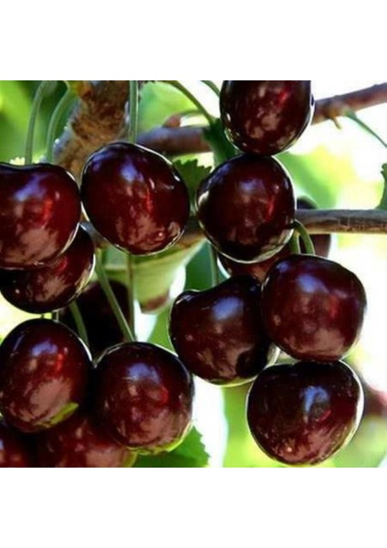 Tüplü Iri Meyveli Bol Verimli Yarı Bodur Kordia (Cordia) Kiraz Fidanı