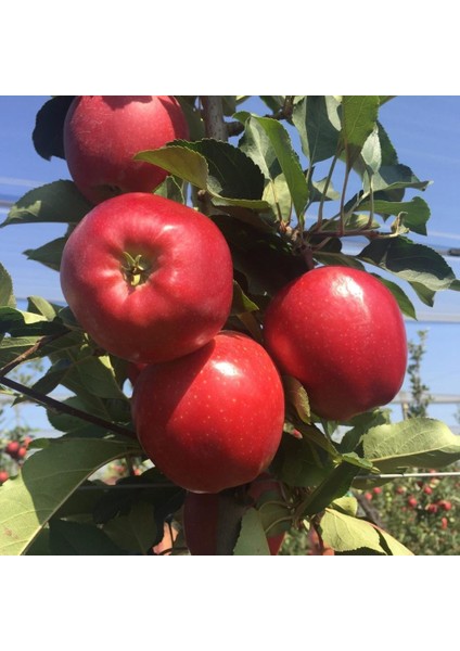 Tüplü Aşılı Özel Ürün Bol Verimli Yarı Bodur Red Jonaprince Elma Fidanı