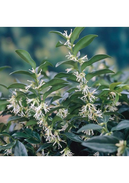 Tüplü Yoğun Kokulu Sarcococca (Parfüm Kutusu Çiçeği) Fidanı