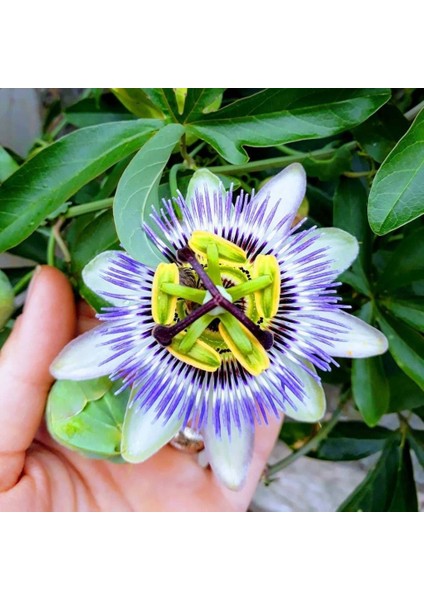 Tüplü Mavi Çiçek Açan Passiflora Çarkıfelek Sarmaşığı Fidanı