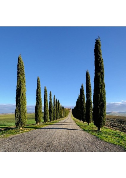 Tüplü Kara Servi (Cupressus Sempervirens) Fidanı (50-100 Cm)
