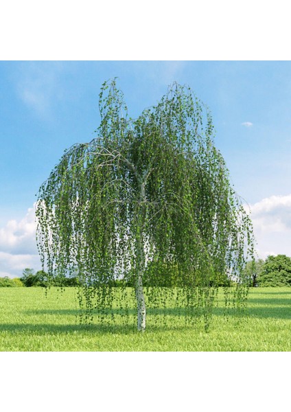 Tüplü Betula Alba Huş Ağacı Fidanı