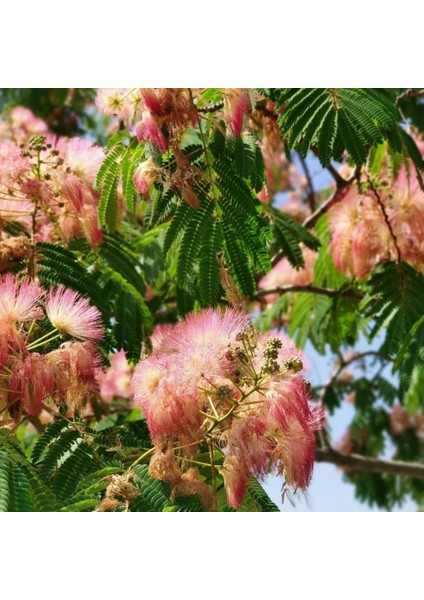 Tüplü Albizzia Julibrissin Gülibrişim Ipek Ağacı Fidanı (30-60 Cm)