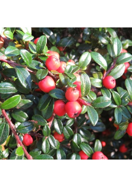 Tüplü Cotoneaster (Taş Elması) Fidanı