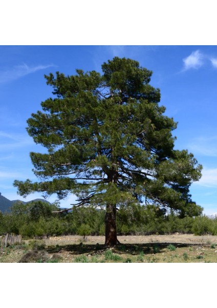 Tüplü Kızıl Çam (Pinus Brutia) Fidanı