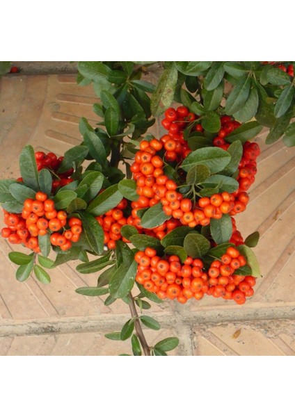Tüplü Ateş Dikeni (Pyracantha) Fidanı