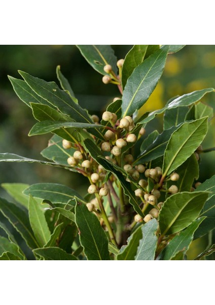 Tüplü Aromatik Defne (Laurus Nobilis) Fidanı (10 Adet)