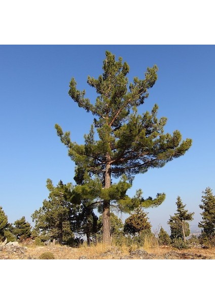 Tüplü Kara Çam (Pinus Nigra) Fidanı (4 Yaş 100-150 Cm)