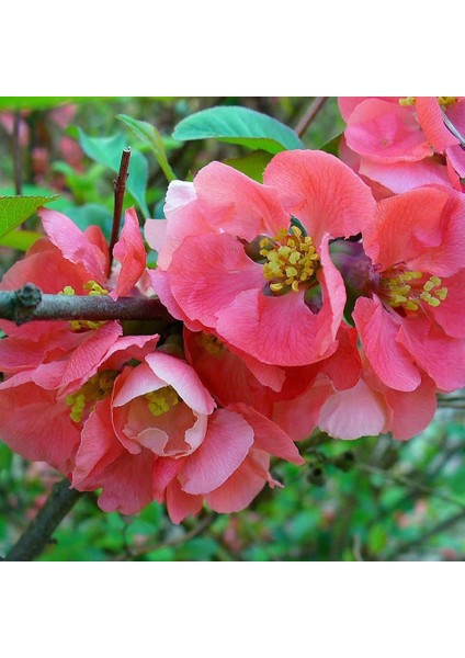 Tüplü Japanese Quince Japon Ayvası Fidanı