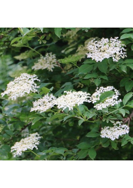 Tüplü Meyve Verme Yaşında Mürver Ağacı (Sambucus Nigra) Fidanı