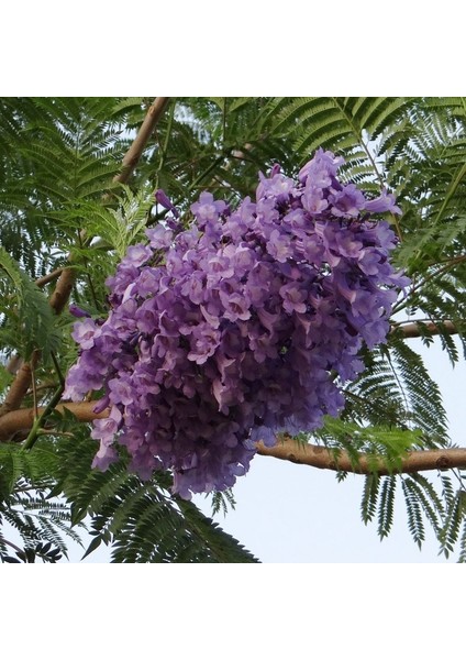 Tüplü Jacaranda (Jakaranda) Ağacı Fidanı