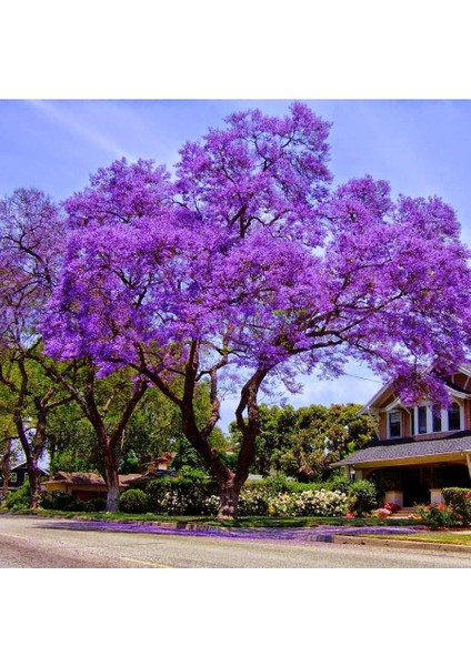 Tüplü Jacaranda (Jakaranda) Ağacı Fidanı