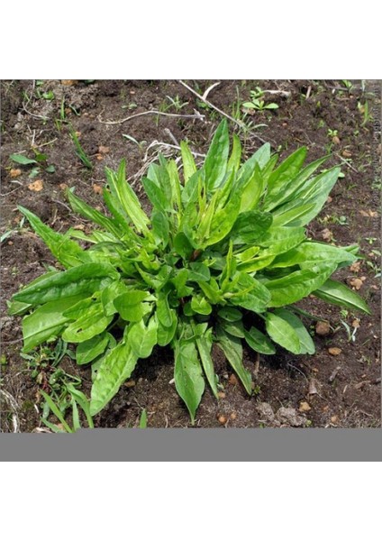 Geniş Yapraklı Kuzu Kulağı Fidesi (5 Adet)