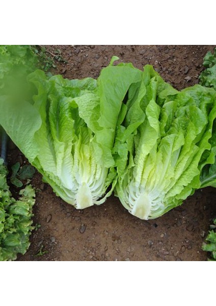 Flat Iceberg Marul Fidesi (5 Adet)