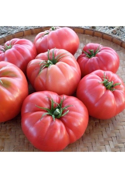 Pembe Sultan Köy Domatesi Fidesi (4 Adet)