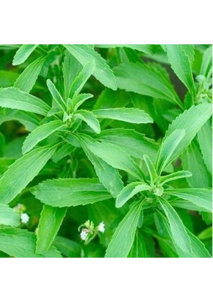 Stevia Şeker Otu Fidesi (5 Adet)