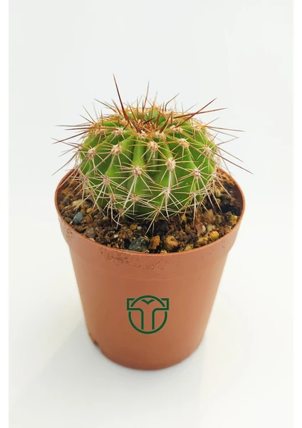 Toptan Kaktüs Echinopsis Mamillosa Kaktüs - 5.5 cm Saksıda