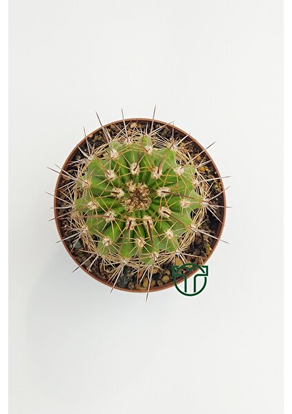 Toptan Kaktüs Echinopsis Mamillosa Kaktüs - 5.5 cm Saksıda