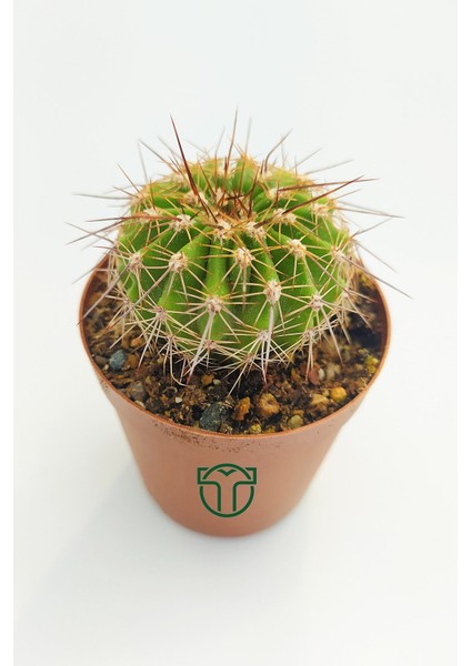 Toptan Kaktüs Echinopsis Mamillosa Kaktüs - 5.5 cm Saksıda