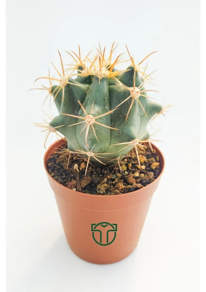 Toptan Kaktüs Ferocactus Horridus Kaktüs - 5.5 cm Saksıda