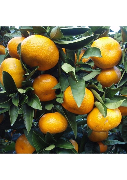 Tüplü Özel Soğuklara Dayanıklı Satsuma Rize Mandalinası Fidanı