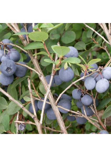 Tüplü Yaban Mersini(Likapa,blueberry,maviyemiş) Darrow Fidanı