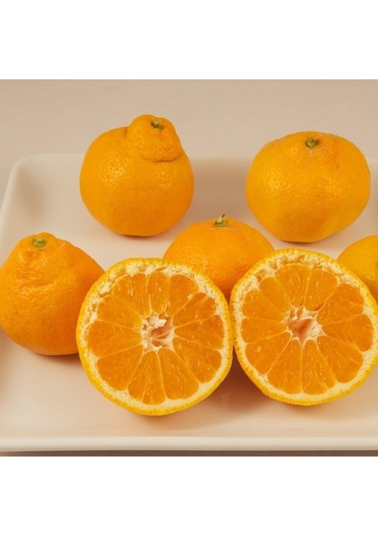 Tüplü Iri Çekirdeksiz Bol Sulu Miho Wase Mandalina Fidanı