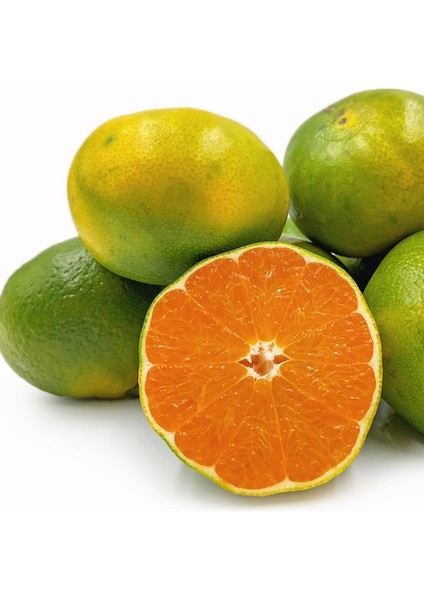 Tüplü Verimli Erkenci Early N Mandalin Fidanı