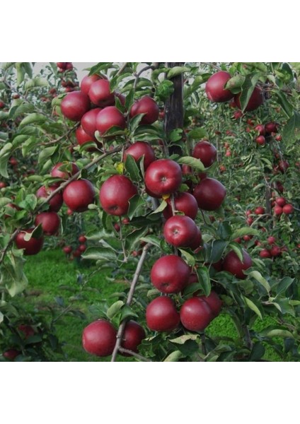 Tüplü Scarlet Spur Elma Fidanı