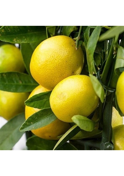 Tüplü Özel Limequat Fidanı