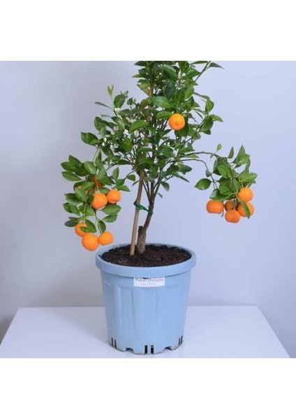 Meyveli 3-4 Süs Mandalinası Fidanı (Kabuklu Yenilebilen )
