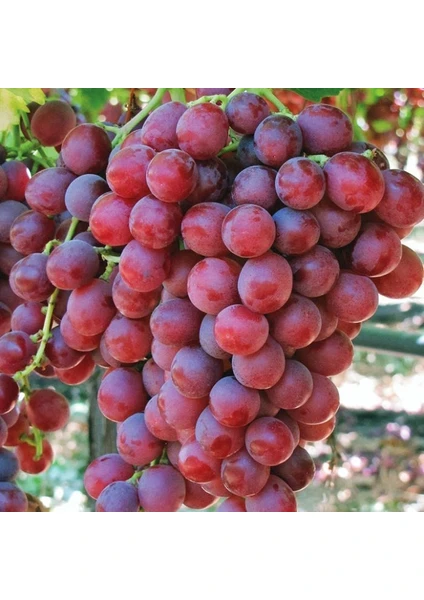 Tohum Bul Tüplü Red Flame Seedless Çekirdeksiz Üzüm(Asma-Bağ) Fidanı