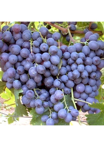 Tüplü Yoğun Aromalı Alicante Bousche Üzüm Fidanı