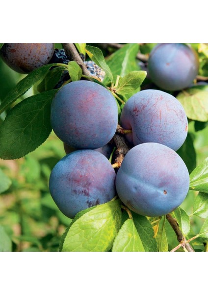 Tüplü Stanley Briton Erik Fidanı