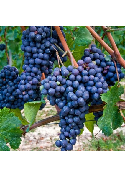 Tüplü Merlot Black Üzüm(Asma-Bağ)Fidanı