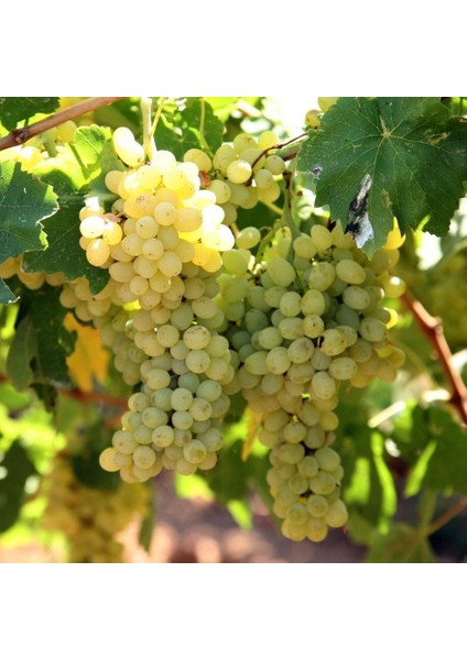 Tüplü Italia Ideal Üzüm Fidanı