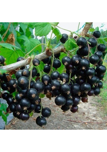 Tüplü Black Rosenthals Siyah Frenk Üzümü Fidanı