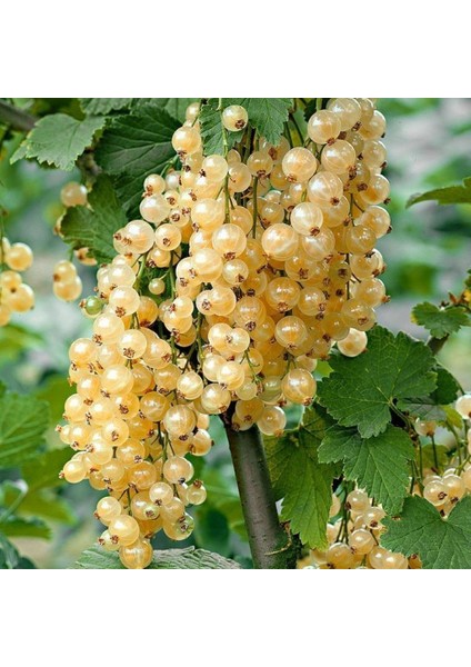 Tüplü White (Beyaz) Frenk Üzümü Fidanı