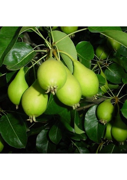 Tüplü Erkenci Akça Armut Fidanı