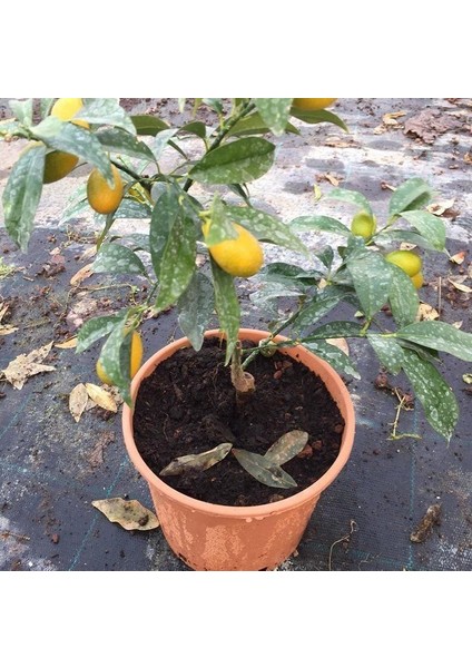 Tüplü Bodur Formda Yediveren Limon Fidanı Iç Mekan Için Ideal