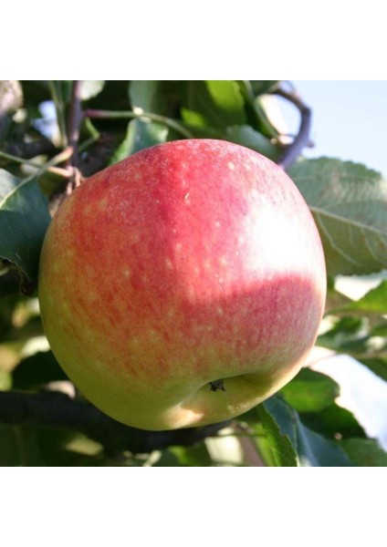 Tüplü Yarıbodur Summer Red Elma Fidanı