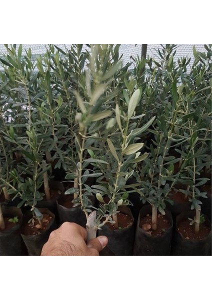 Tüplü Ispanyol Erkenci Bodur Arbequina Zeytin Fidanı 2 Yaşlı
